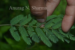 Acacia leucophloea